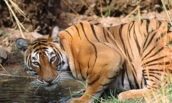 rwt-ranthambore